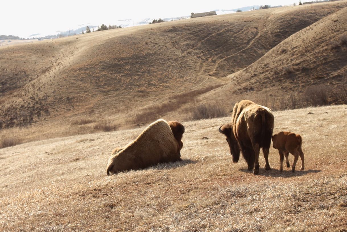 "Bison Family in Montana" by USFWS Mountain Prairie is licensed under CC BY 2.0