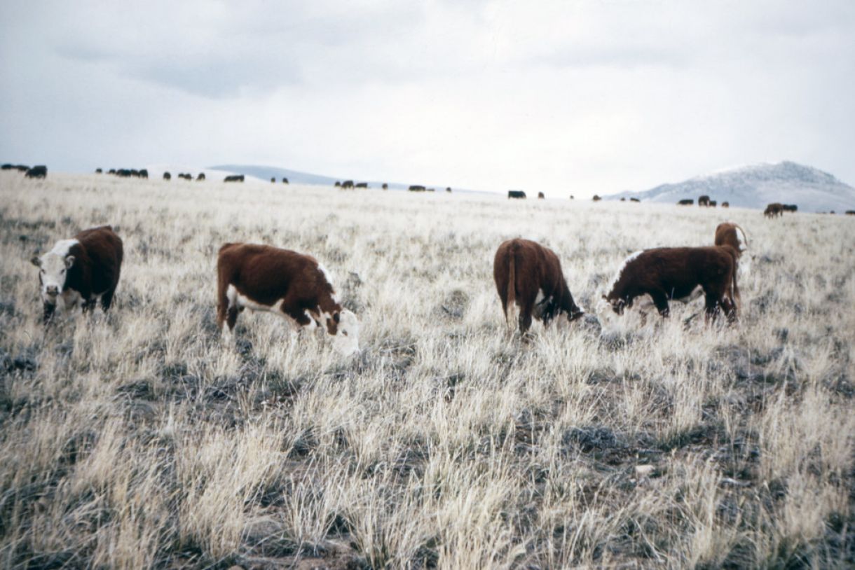 "Found Photo - US MT Cows in Montana 1969.tif" by David Pirmann is licensed under CC BY 2.0