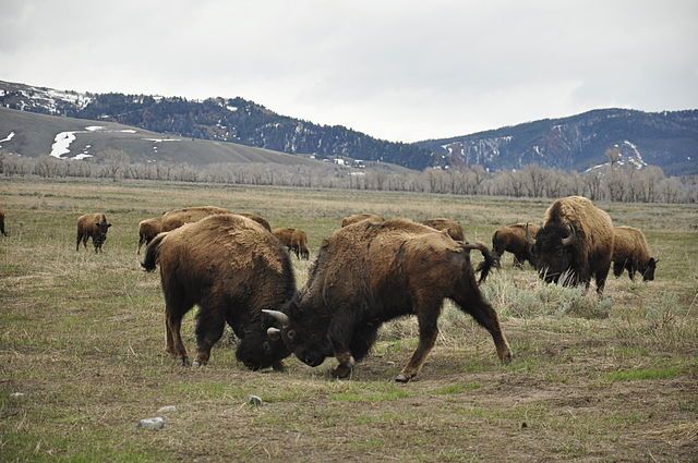Free roaming bison