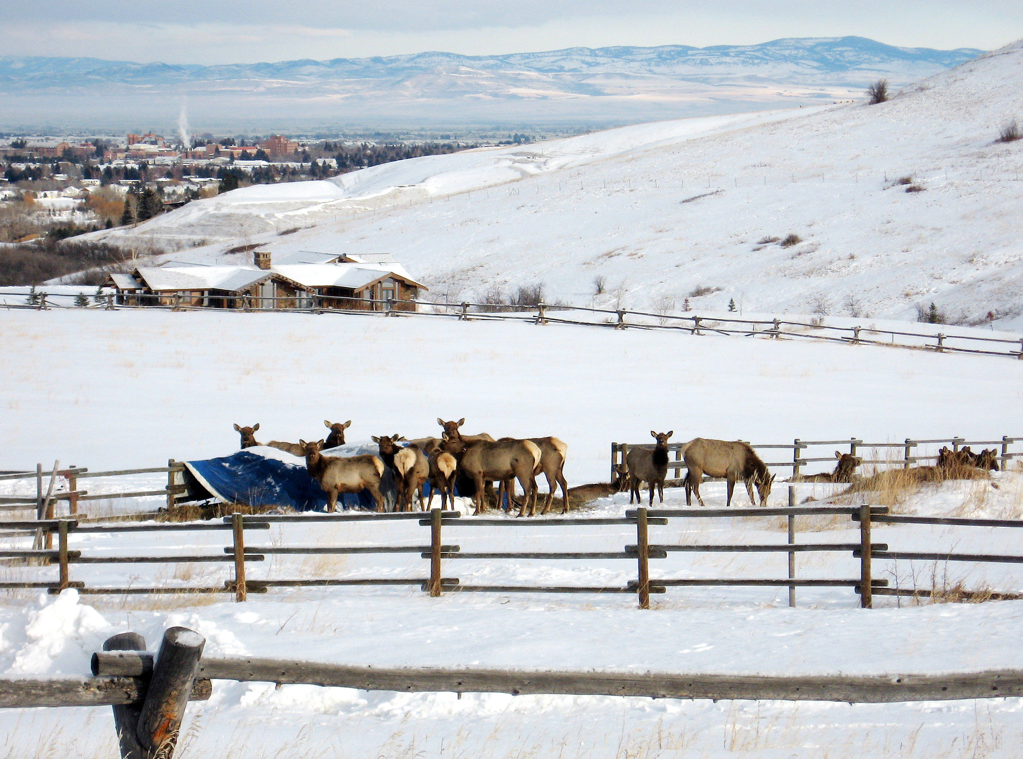 Elk near subdivision in Bozeman