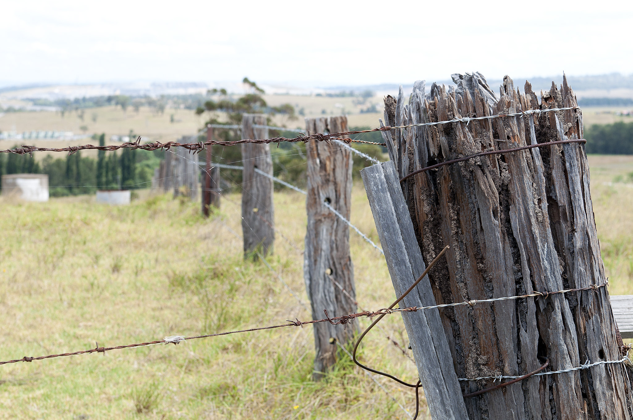 Old Fence Hunter by Jeremy Buckingham