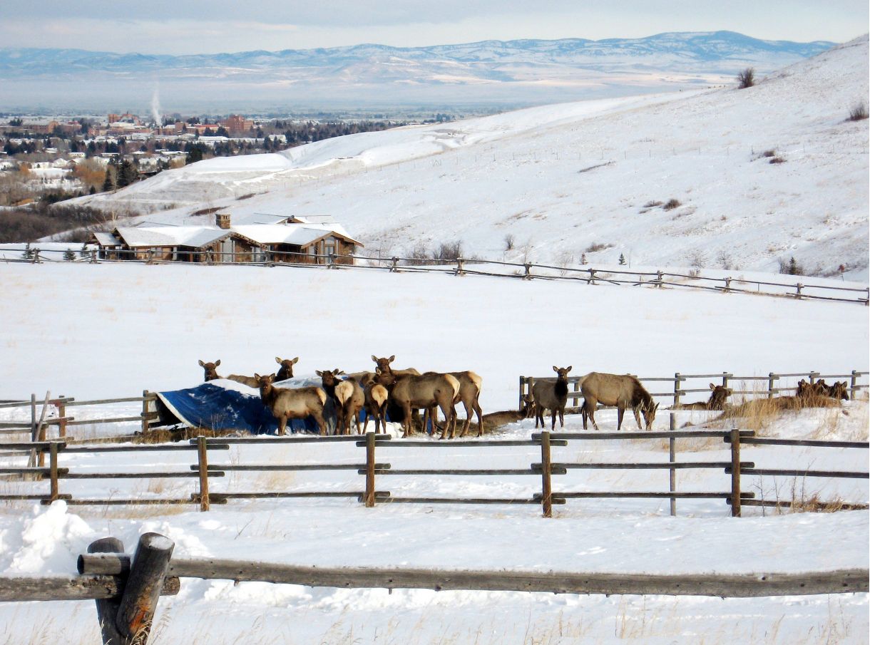Elk near subdivision in Bozeman